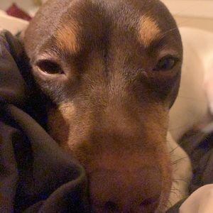 Meet your Posher, Jed